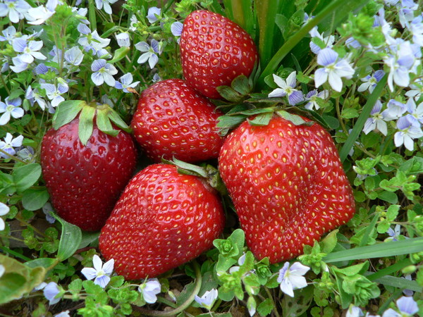 LES FRAISES