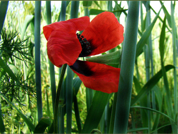 COQUELICOTS