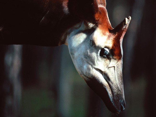 OKAPI