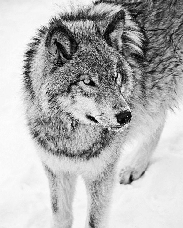 LOUP