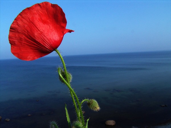 COQUELICOTS