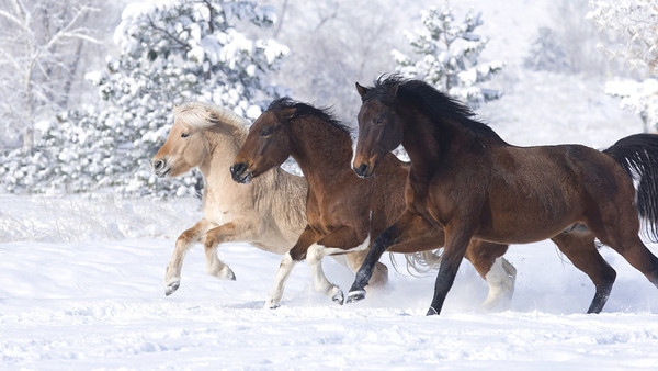 CHEVAUX 2