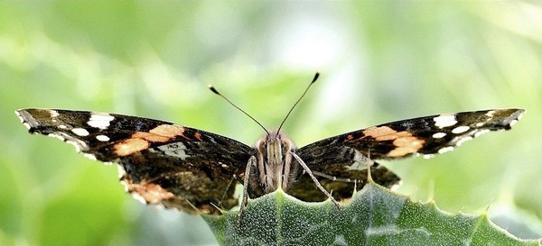 PAPILLON