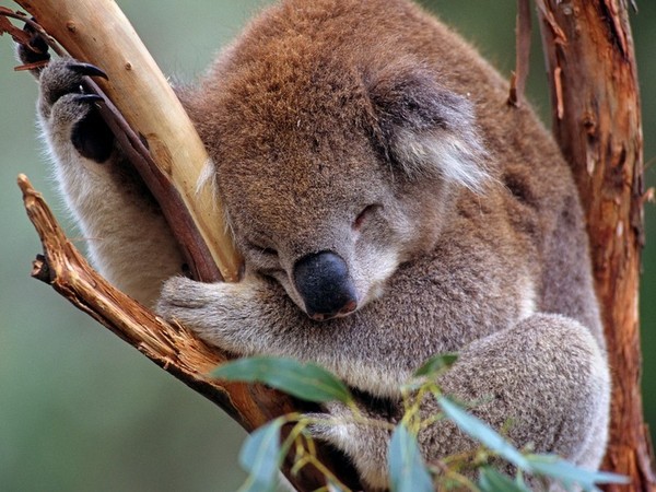 KOALA