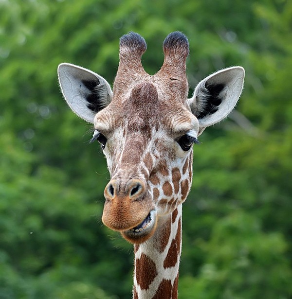 GIRAFE