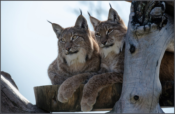 LYNX