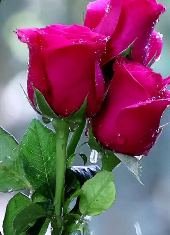 ROSES 4