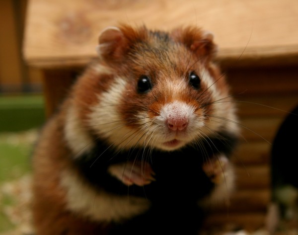 HAMSTER