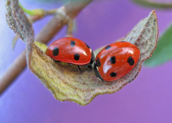 COCCINELLES