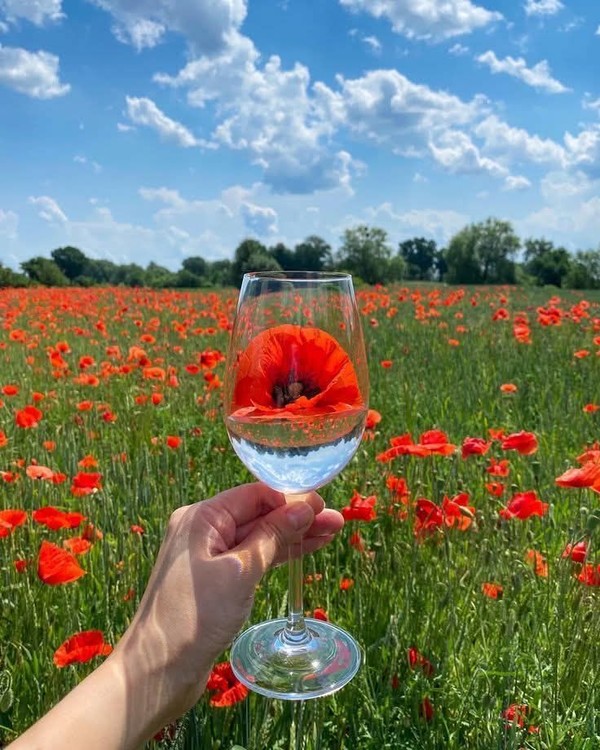 COQUELICOTS 2