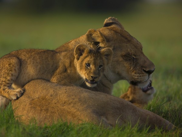 LIONNE ET LIONCEAU