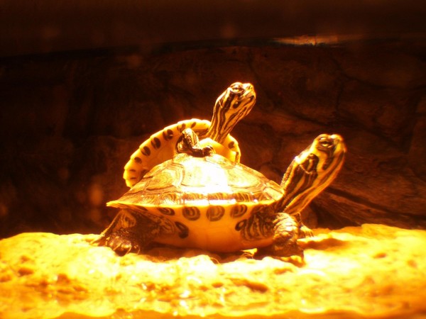 TORTUES