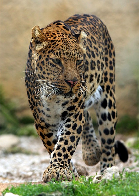 LEOPARD