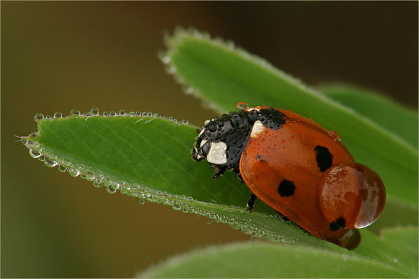 COCCINELLE