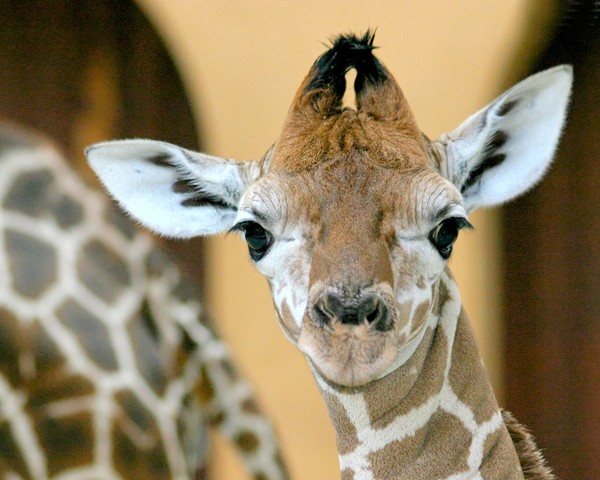 GIRAFES