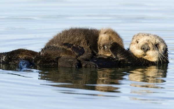 MARMOTTES