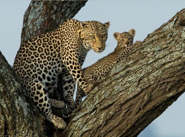 LEOPARDS