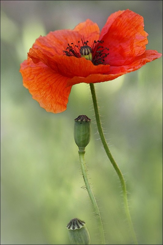 COQUELICOT