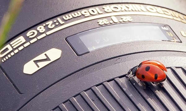 COCCINELLE