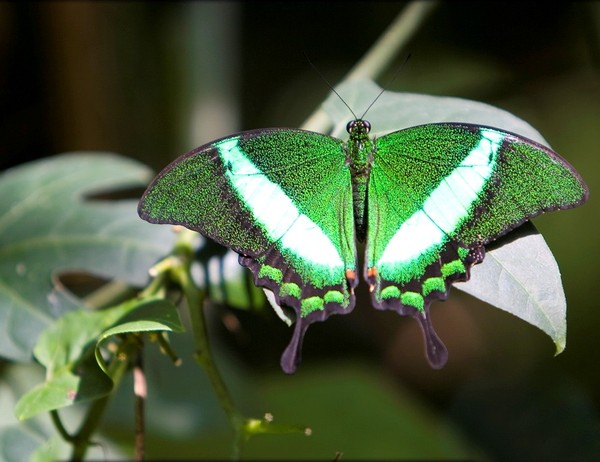 PAPILLON