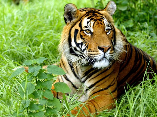 TIGRE