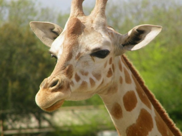 GIRAFE