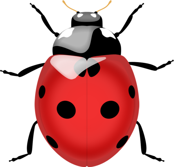 COCCINELLE