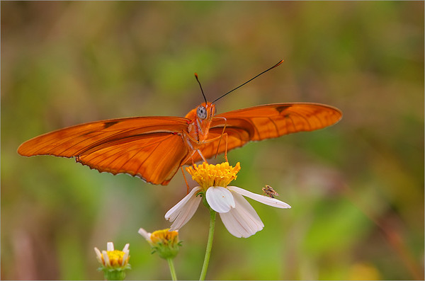 PAPILLON