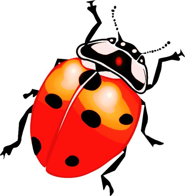 COCCINELLE 3