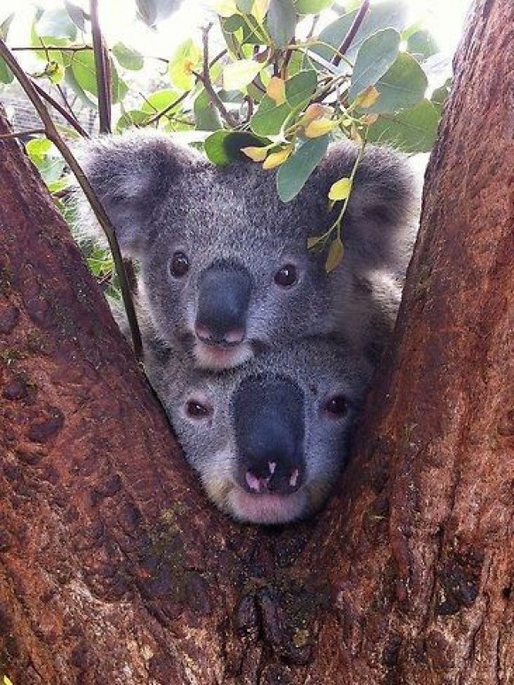 KOALAS