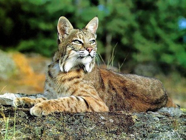 LYNX