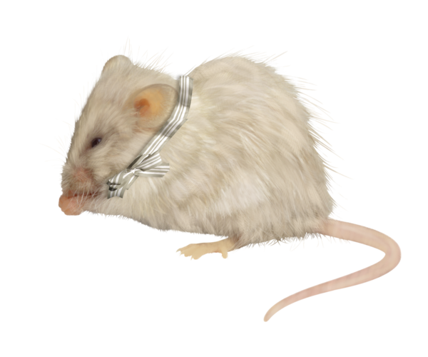 RAT