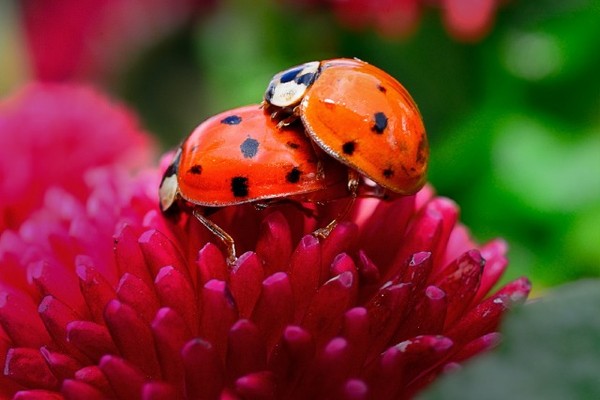 COCCINELLES