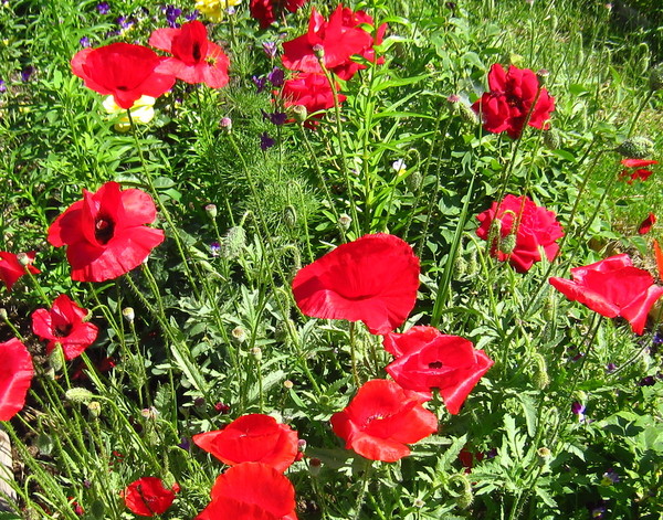 COQUELICOTS