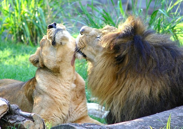 LION ET LIONNE