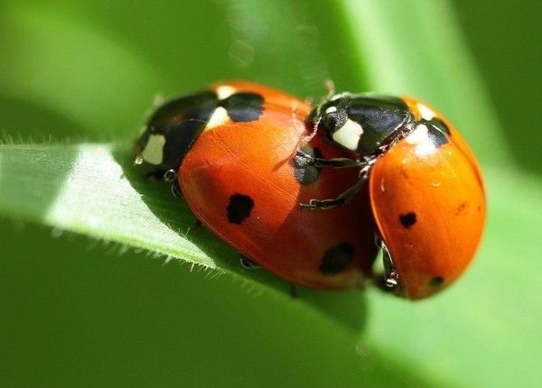 COCCINELLES