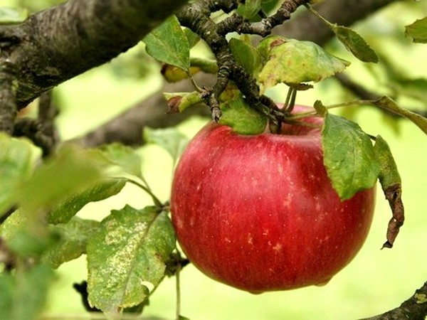 LA POMME