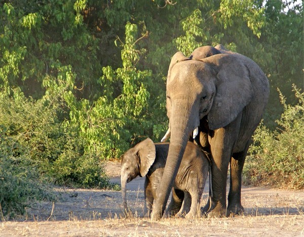 ELEPHANTS