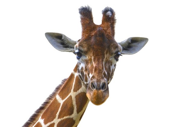 GIRAFE