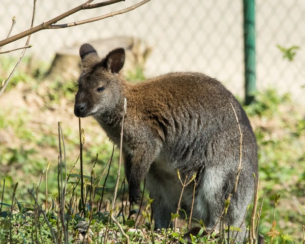 KANGOUROUS