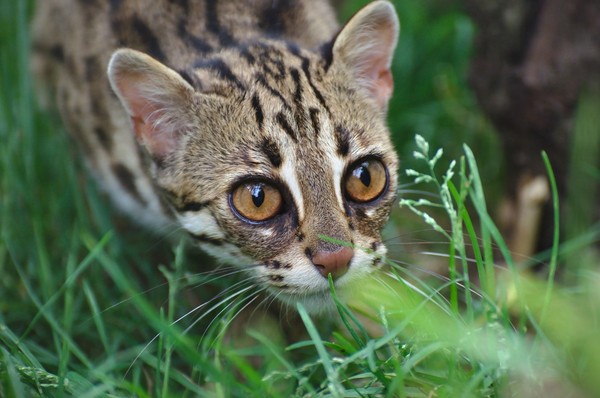 OCELOT