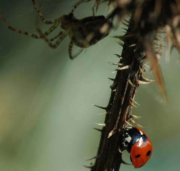 COCCINELLE