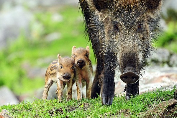 FAMILLE DE SANGLIERS