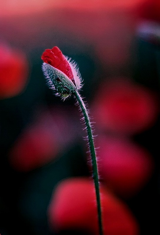 COQUELICOTS