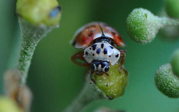 COCCINELLE