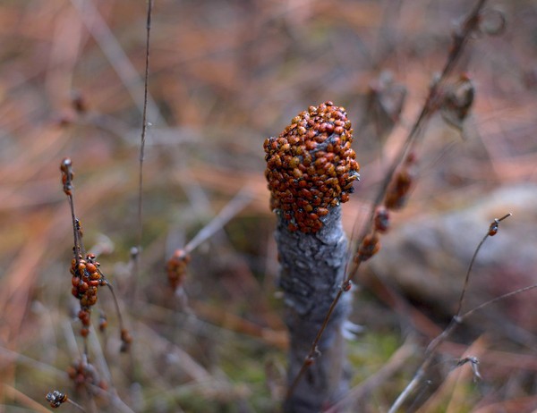 COCCINELLES