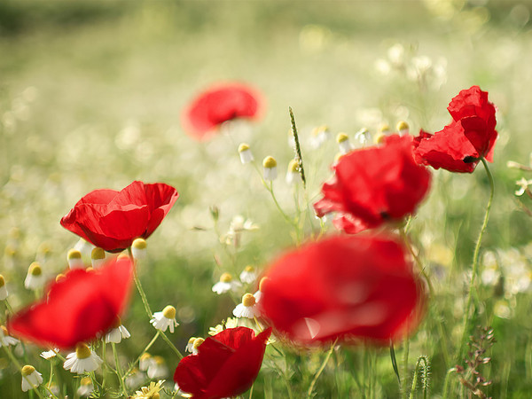 COQUELICOTS