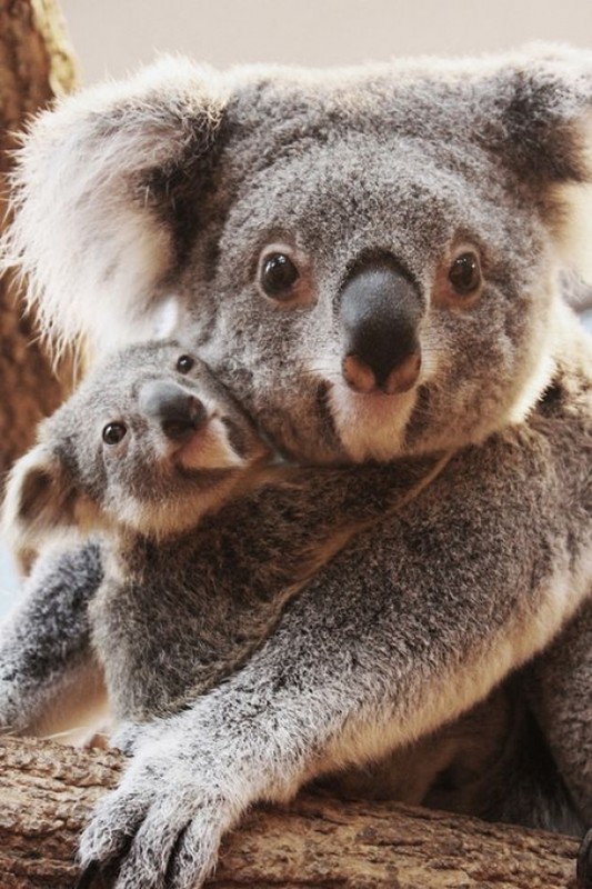 KOALAS