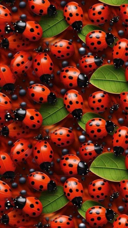 COCCINELLES 3