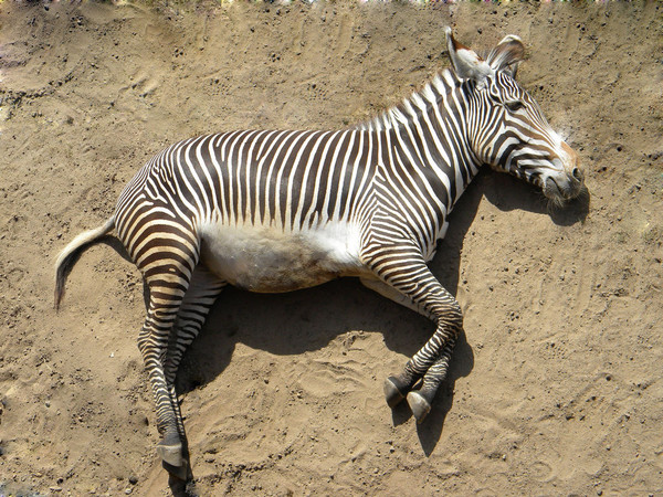 ZEBRE